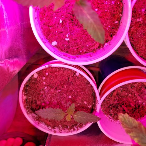 Unknown strain growlog photo: Babies are doing really well, cotlyedons are still looking healthy.  Babies are getting Fox farm Tiger bloom with water mix and PH'd at 6.3