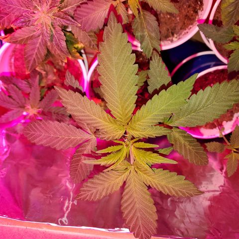 Unknown strain growlog photo: Ain't she pretty