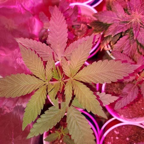 Unknown strain growlog photo: Ain't she pretty