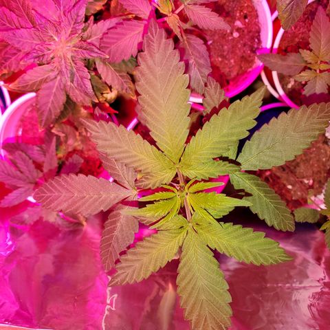 Unknown strain growlog photo: Ain't she pretty
