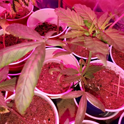 Unknown strain growlog photo: Ain't she pretty