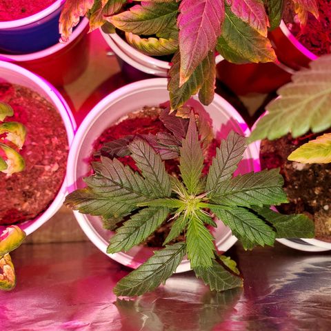 Unknown strain growlog photo: Ain't she pretty