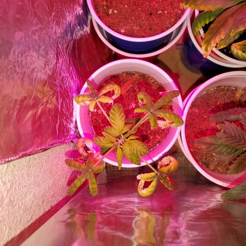 Unknown strain growlog photo: Ain't she pretty