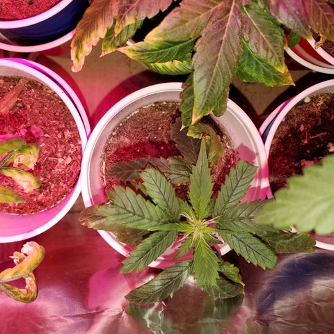 Unknown strain growlog photo: Ain't she pretty
