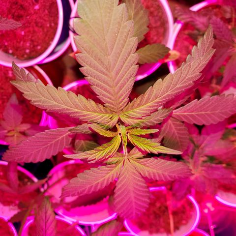 Unknown strain growlog photo: Ain't she pretty