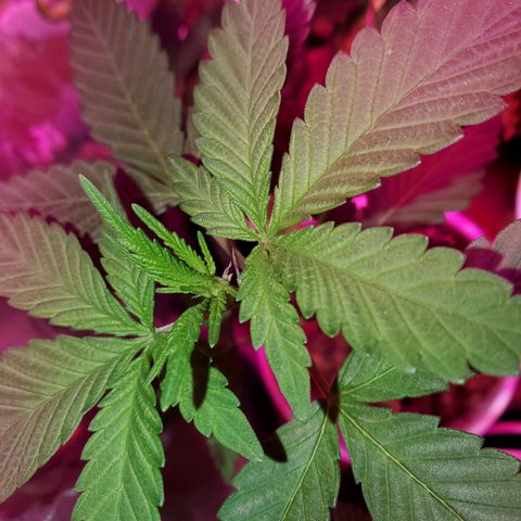 Unknown strain growlog photo: Ain't she pretty