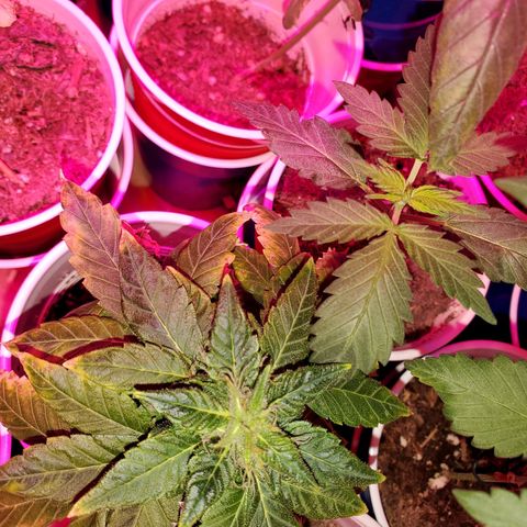 Unknown strain growlog photo: These girls are getting One week of regular water PH'd at 6.3 and the following Fox farm Tiger bloom mixed with water ph'd at 6.3