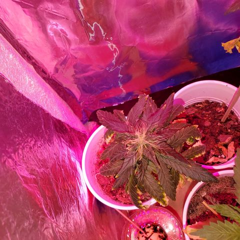 Unknown strain growlog photo: These girls are getting One week of regular water PH'd at 6.3 and the following Fox farm Tiger bloom mixed with water ph'd at 6.3