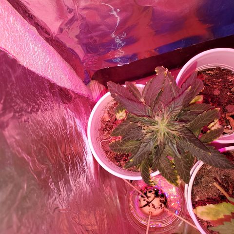 Unknown strain growlog photo: These girls are getting One week of regular water PH'd at 6.3 and the following Fox farm Tiger bloom mixed with water ph'd at 6.3