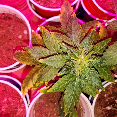 Unknown strain growlog photo: These girls are getting One week of regular water PH'd at 6.3 and the following Fox farm Tiger bloom mixed with water ph'd at 6.3