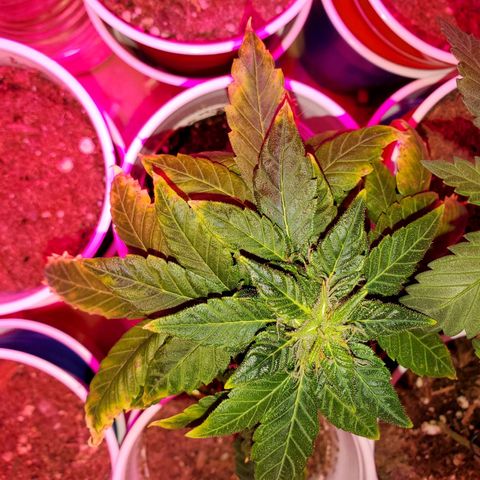 Unknown strain growlog photo: These girls are getting One week of regular water PH'd at 6.3 and the following Fox farm Tiger bloom mixed with water ph'd at 6.3