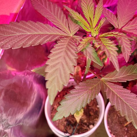 Unknown strain growlog timeline photo