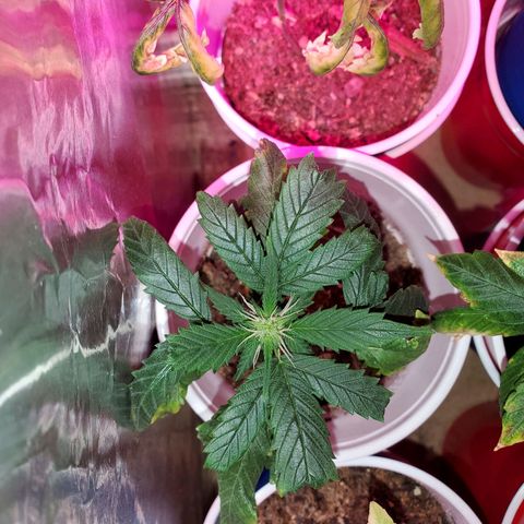 Unknown strain growlog timeline photo