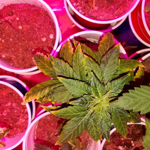 Unknown strain growlog timeline photo