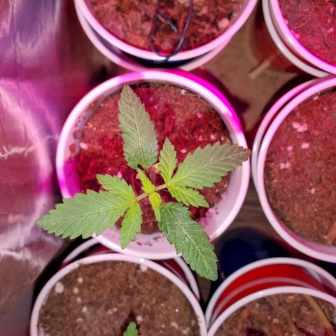 Unknown strain growlog timeline photo