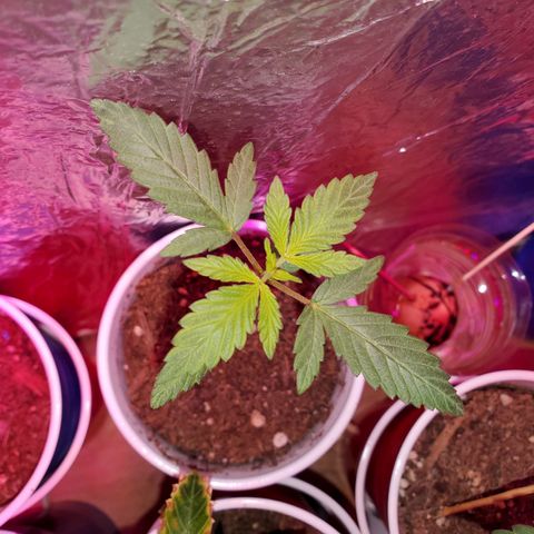 Unknown strain growlog timeline photo
