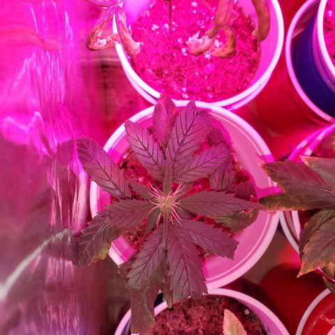 Unknown strain growlog timeline photo