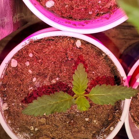 Unknown strain growlog timeline photo