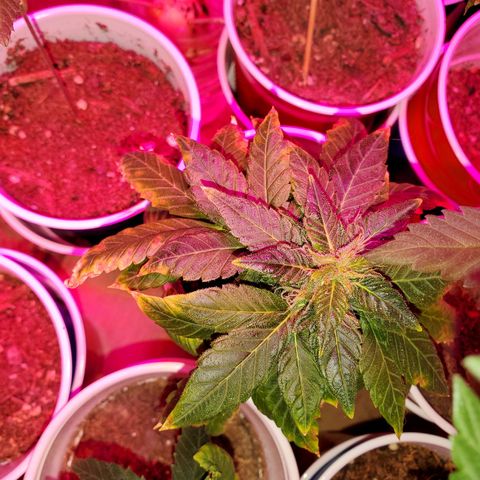 Unknown strain growlog timeline photo