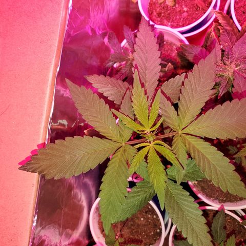 Unknown strain growlog timeline photo