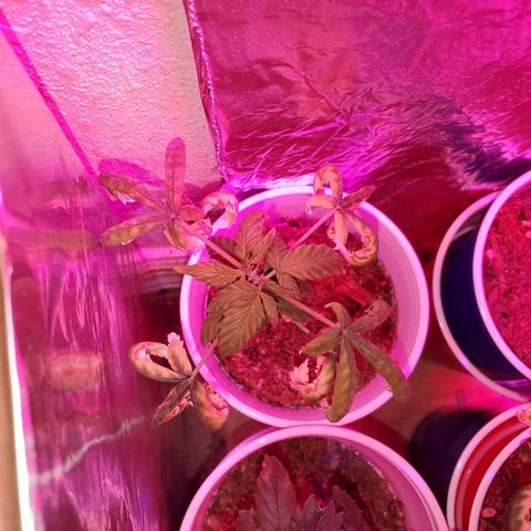 Unknown strain growlog timeline photo