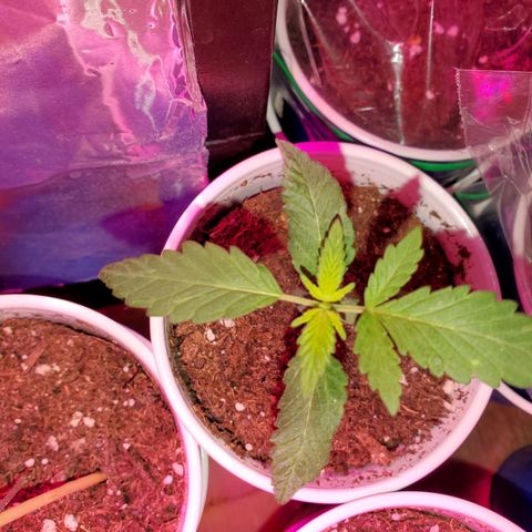 Unknown strain growlog timeline photo