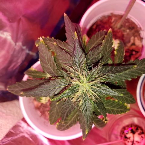 Unknown strain growlog timeline photo