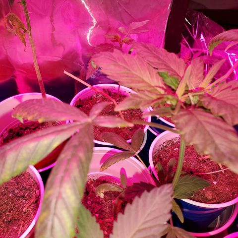 Unknown strain growlog timeline photo