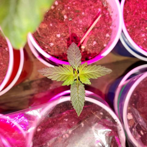 Unknown strain growlog timeline photo