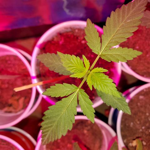 Unknown strain growlog timeline photo