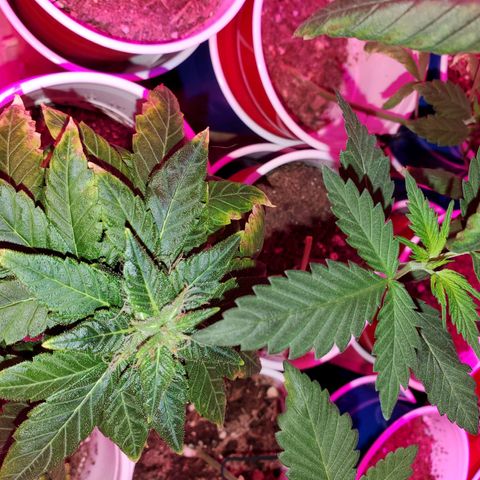 Unknown strain growlog timeline photo