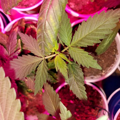 Unknown strain growlog timeline photo