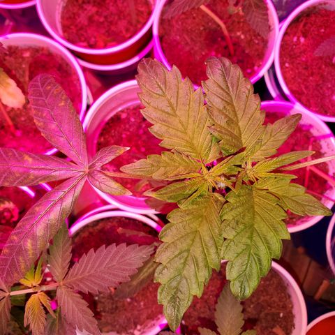 Unknown strain growlog timeline photo