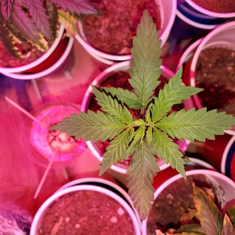 Unknown strain growlog timeline photo