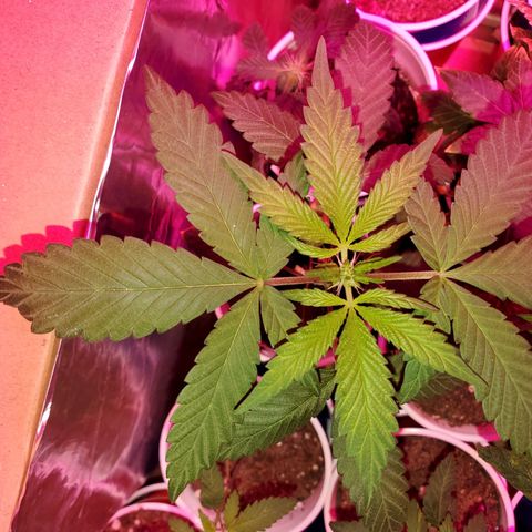 Unknown strain growlog timeline photo