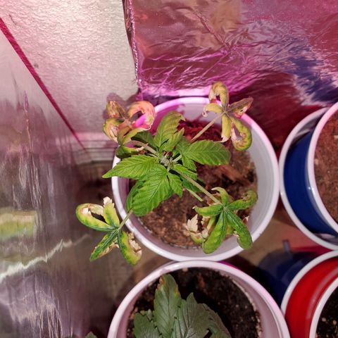 Unknown strain growlog timeline photo