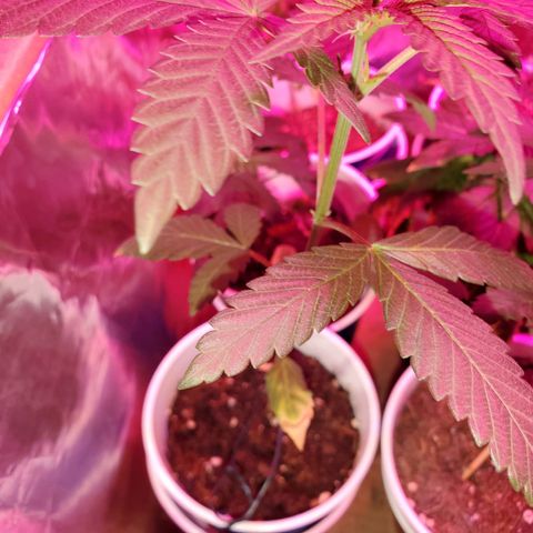 Unknown strain growlog timeline photo
