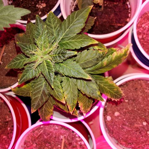 Unknown strain growlog timeline photo