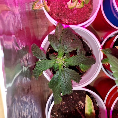 Unknown strain growlog timeline photo