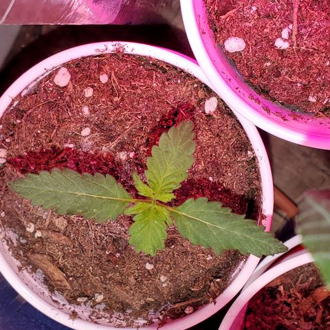 Unknown strain growlog timeline photo