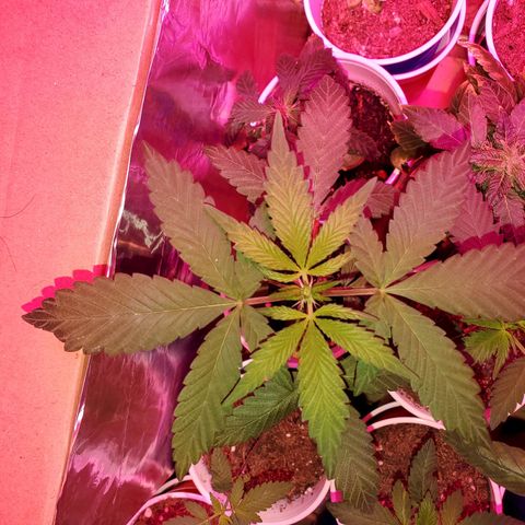 Unknown strain growlog timeline photo