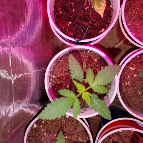 Unknown strain growlog timeline photo