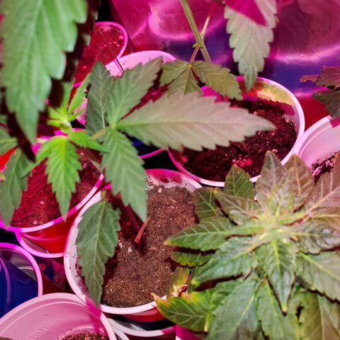 Unknown strain growlog timeline photo