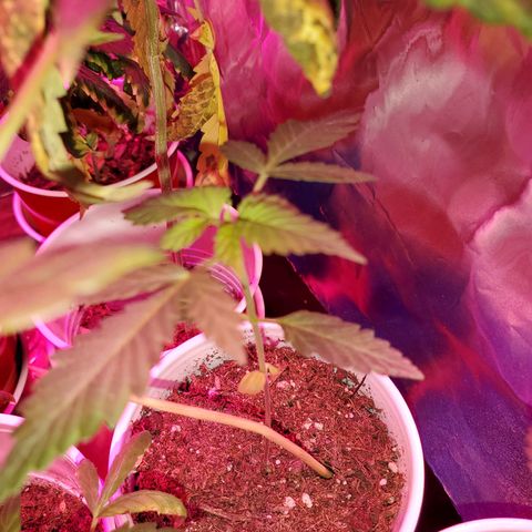 Unknown strain growlog timeline photo