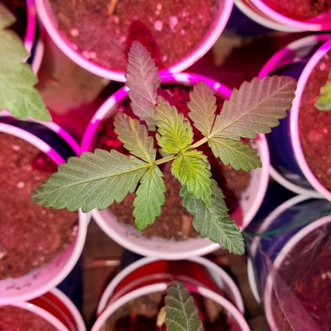 Unknown strain growlog timeline photo