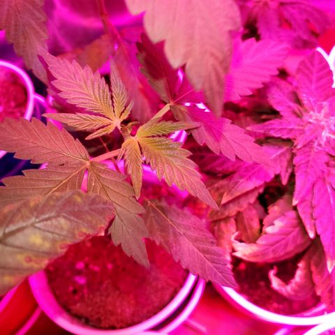 Unknown strain growlog timeline photo