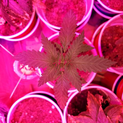 Unknown strain growlog timeline photo