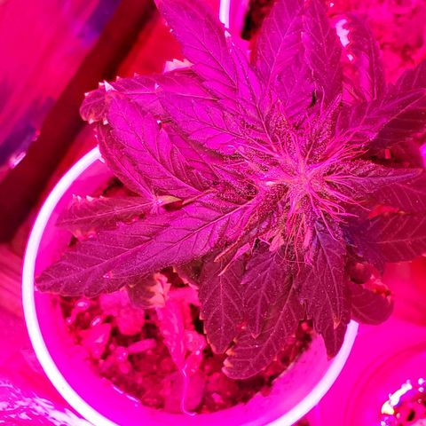 Unknown strain growlog timeline photo