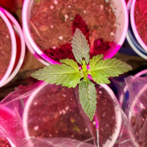 Unknown strain growlog timeline photo