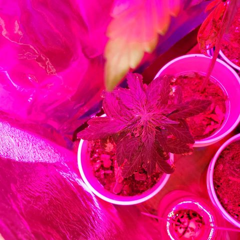 Unknown strain growlog timeline photo